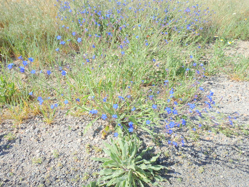 Blue Flax.